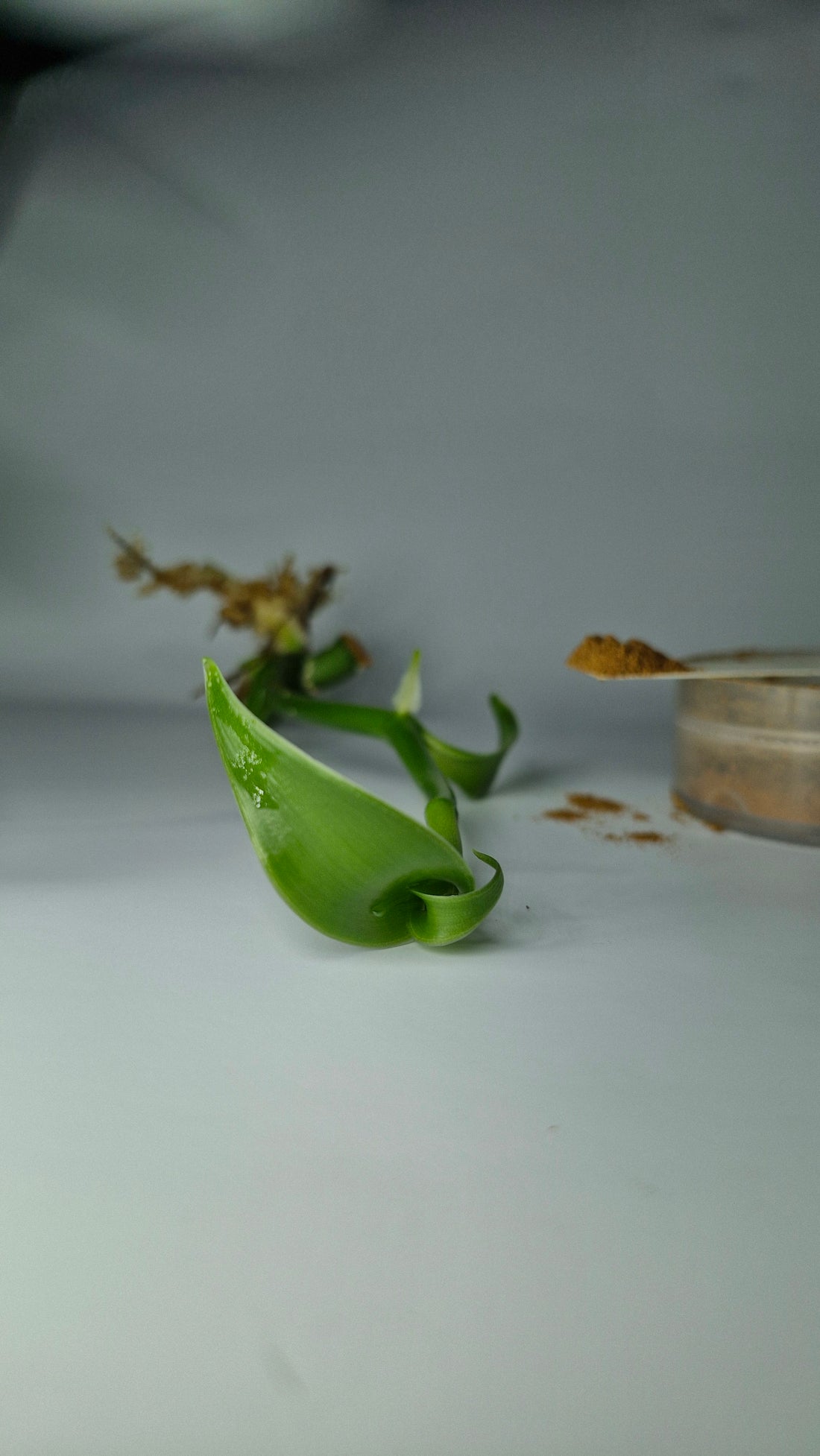 orchidée vanille cultiver la vanille chez soi vanillier plante de vanille pas cher acheter un vanillier vanille bourbon vanilla planifolia