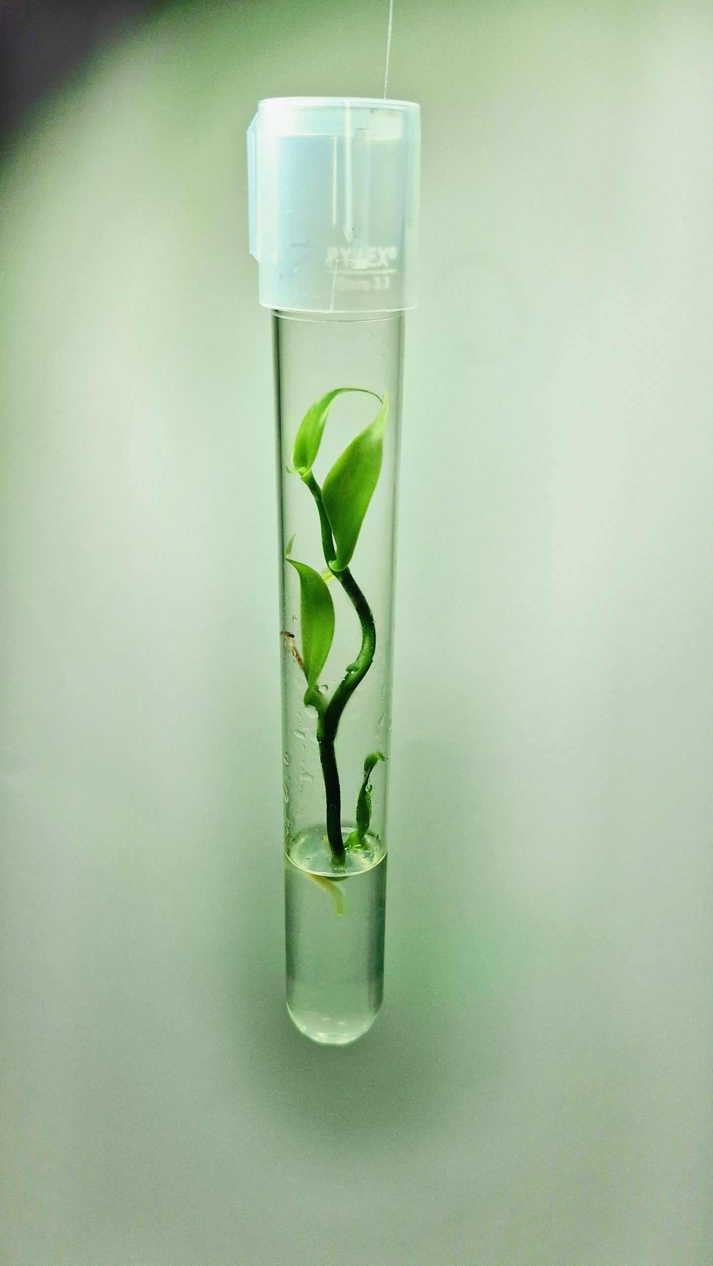 Vanilla Planifolia en flacon