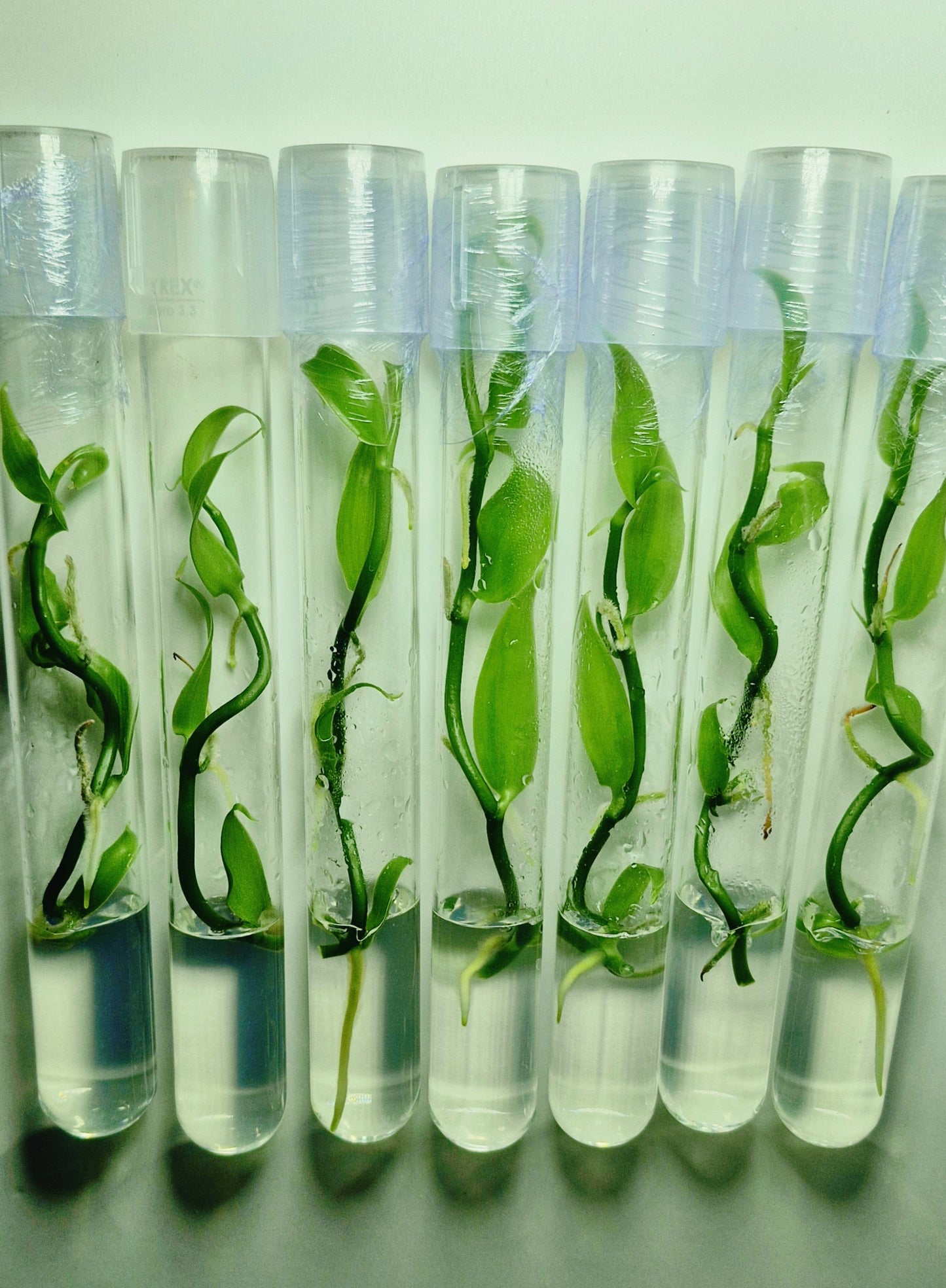 Vanilla Planifolia en flacon