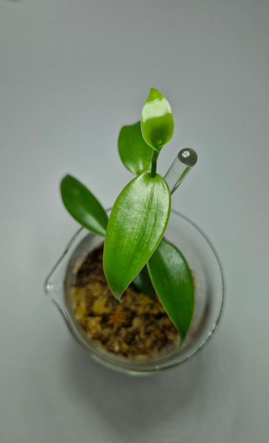 Vanilla Planifolia