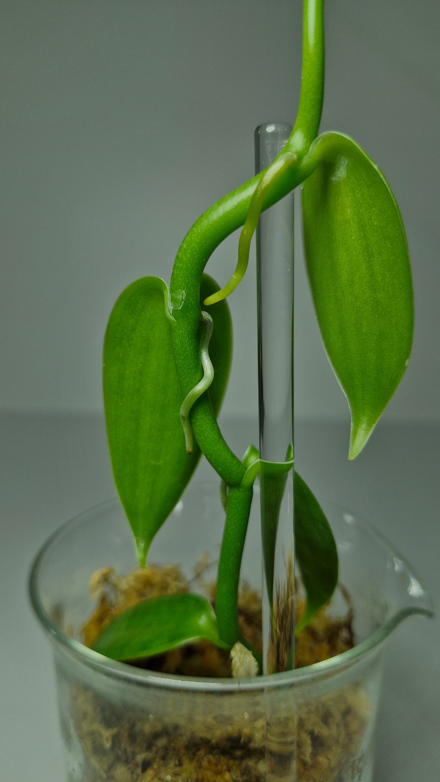 Vanilla Pompona Grandiflora