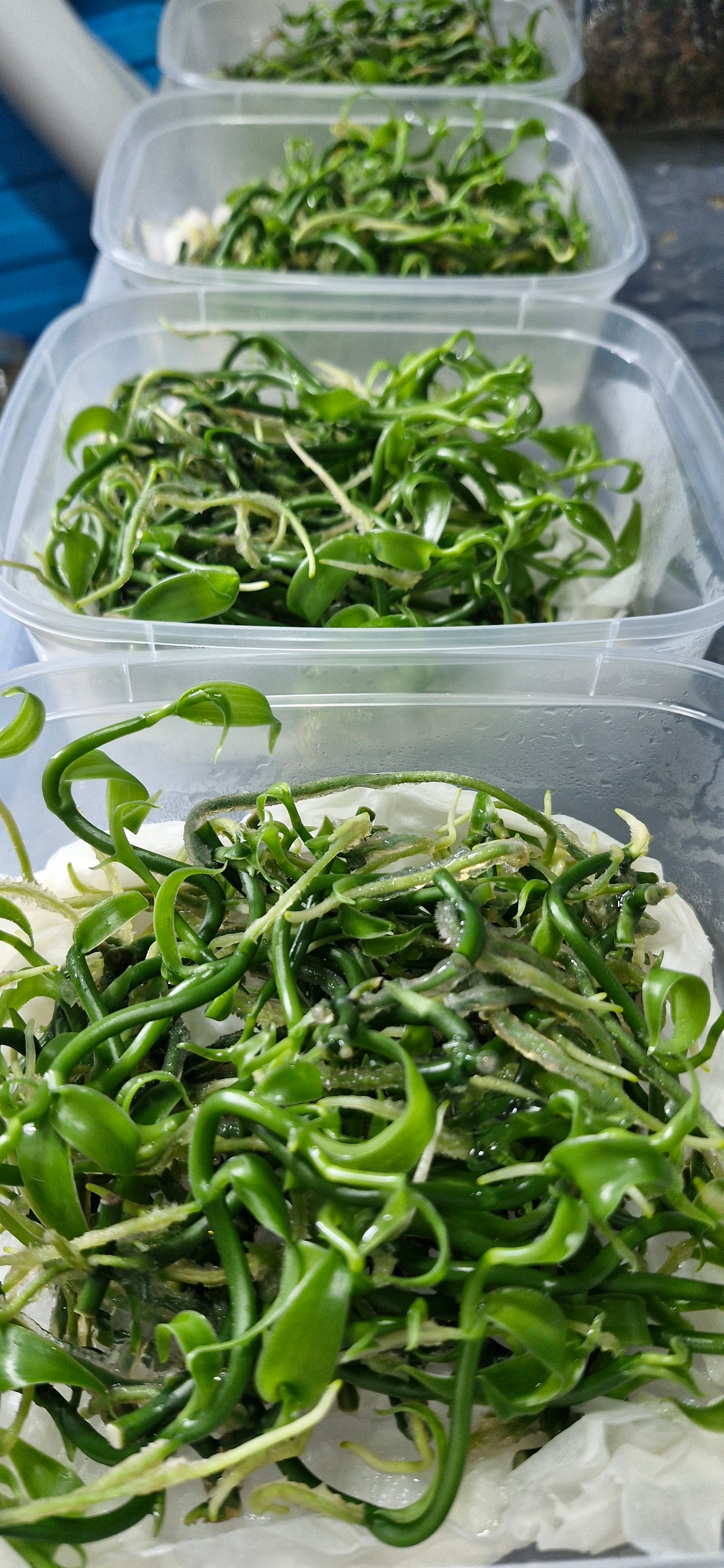 Boîte de 35 plants de vanille in vitro