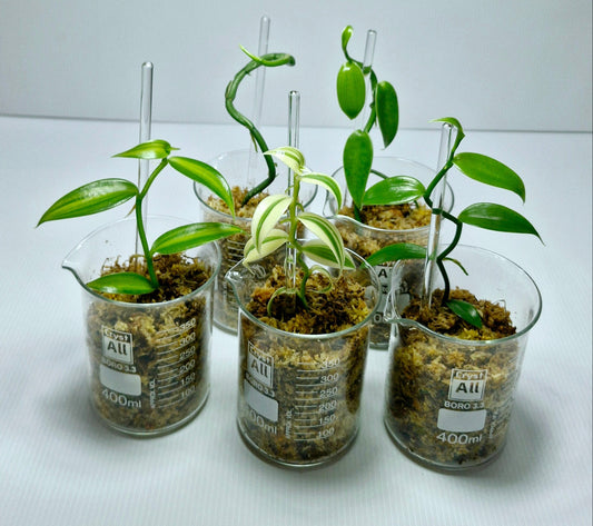 Pot becher en verre avec son tuteur