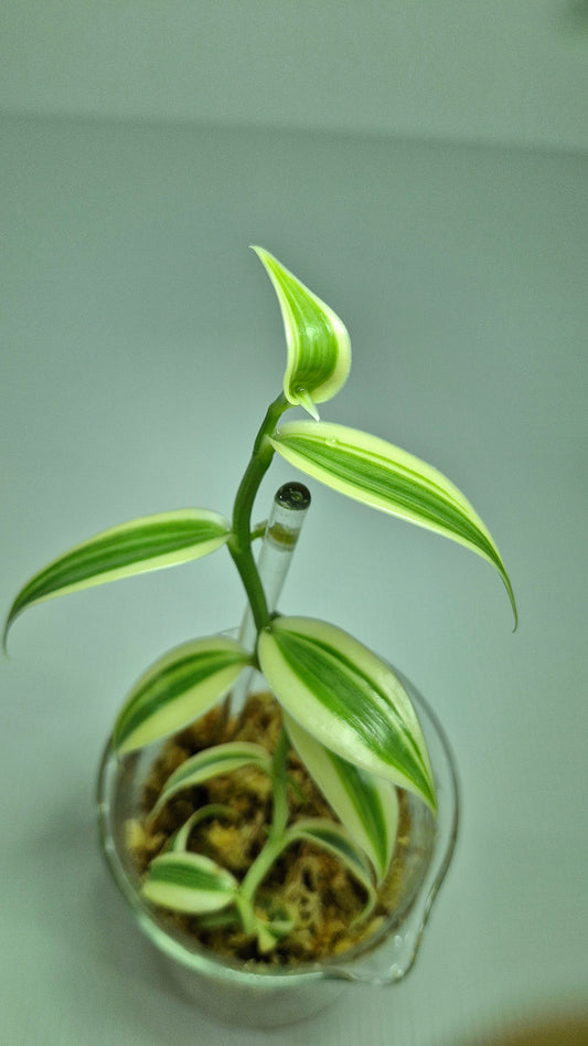 Vanilla Planifolia Albo Variegata