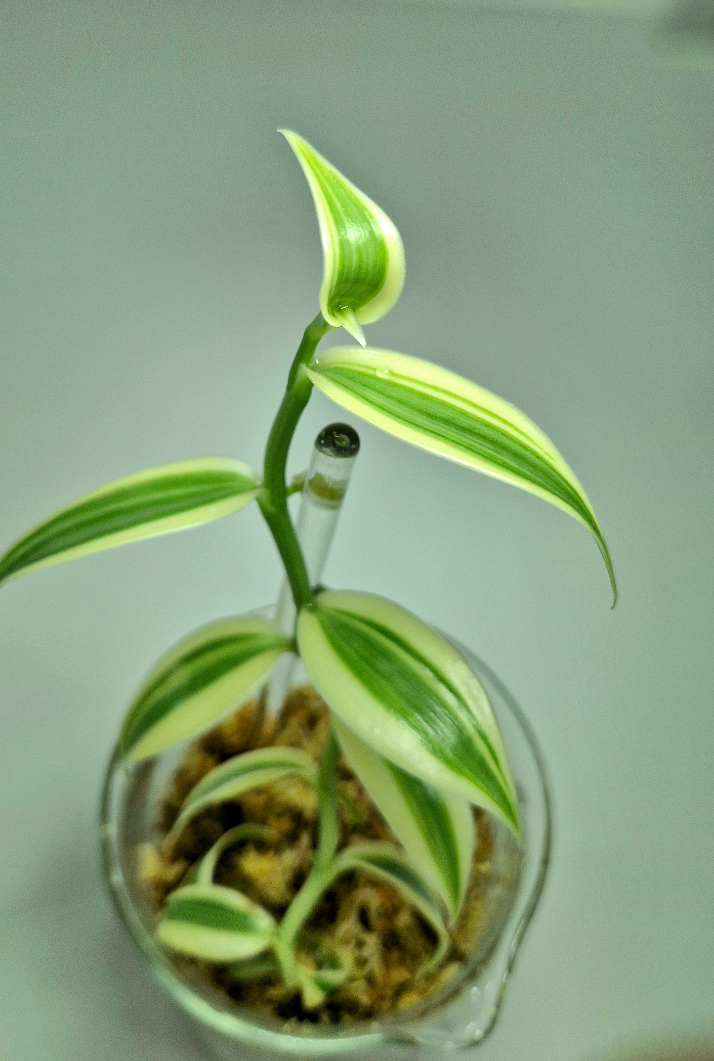 Vanilla Planifolia Albo Variegata