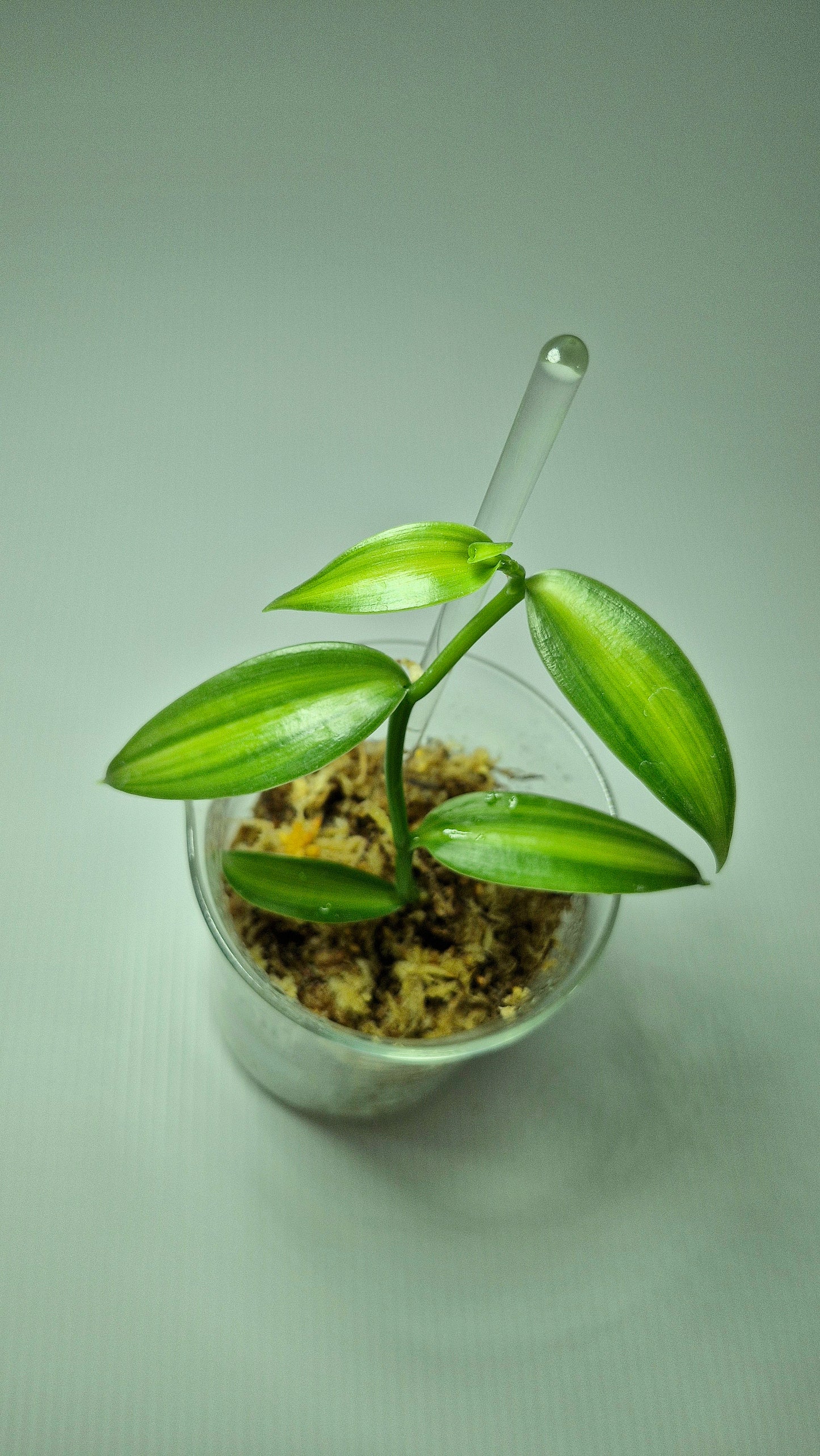 Vanilla Planifolia Variegata