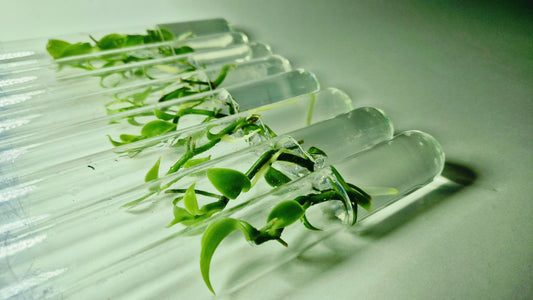 Vanilla Pompona en flacon