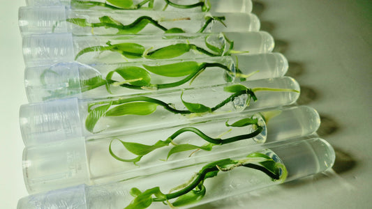 Vanilla Planifolia en flacon