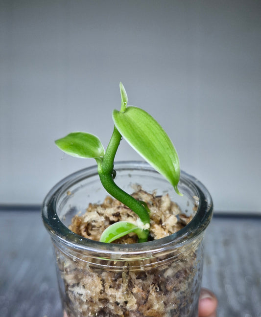 Vanilla Pompona Grandiflora