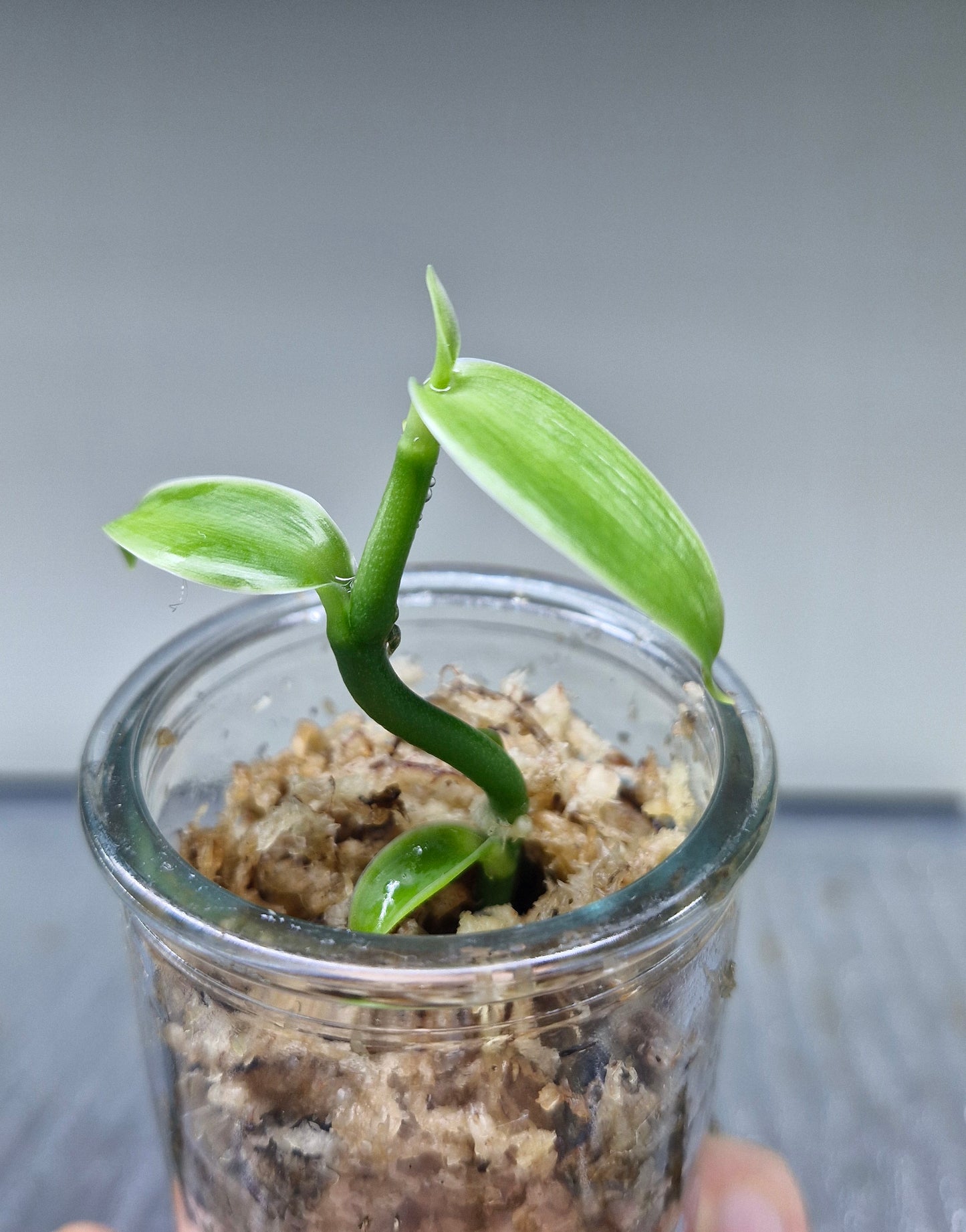 Vanilla Pompona Grandiflora