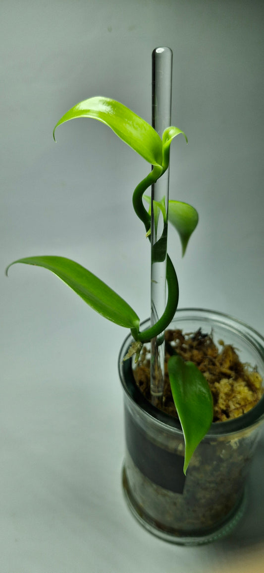 vente de vanille vanilla planifolia a vendre vanillier vanille bourbon acheter vanille plante de vanille qualité haut de gamme acheter pas cher vanille de qualité gousse de vanille odeur fleur de vanille entretien du vanillier plante aromatique