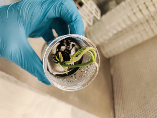La culture in vitro - Du Labo540® à chez vous