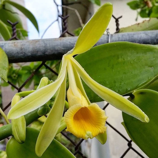 Quelle est la différence entre Vanilla planifolia et Vanilla pompona ?