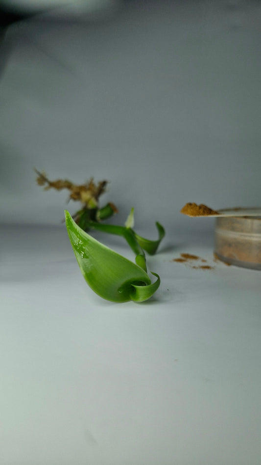 orchidée vanille cultiver la vanille chez soi vanillier plante de vanille pas cher acheter un vanillier vanille bourbon vanilla planifolia