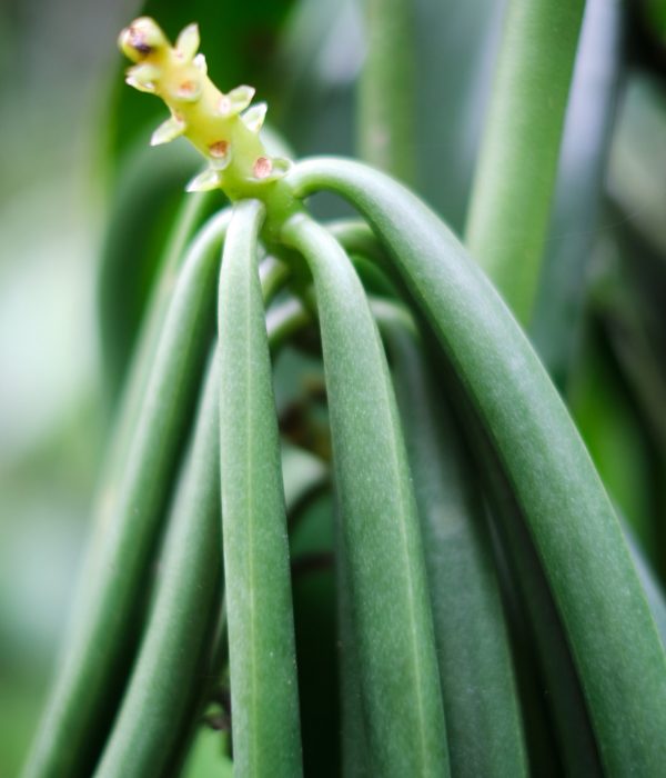 Vanilla planifolia orchidée vanille vanillier plante facile culture de la vanille livraison rapide gousse de vanille plante vanille bourbon graines acheter plante de vanille