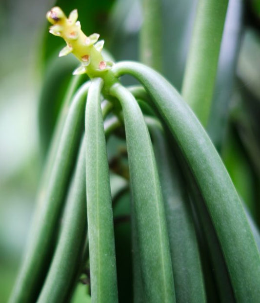 Vanilla planifolia orchidée vanille vanillier plante facile culture de la vanille livraison rapide gousse de vanille plante vanille bourbon graines acheter plante de vanille