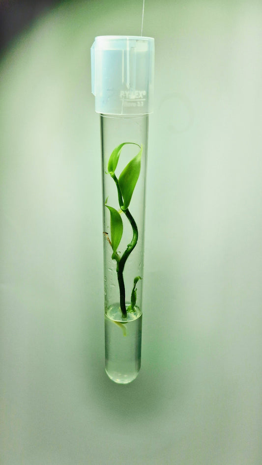 Vanilla Planifolia en flacon