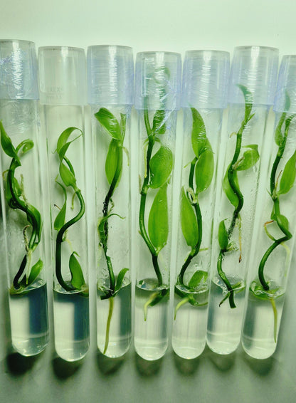 Vanilla Planifolia en flacon