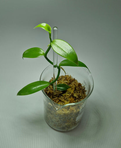 Vanilla Planifolia