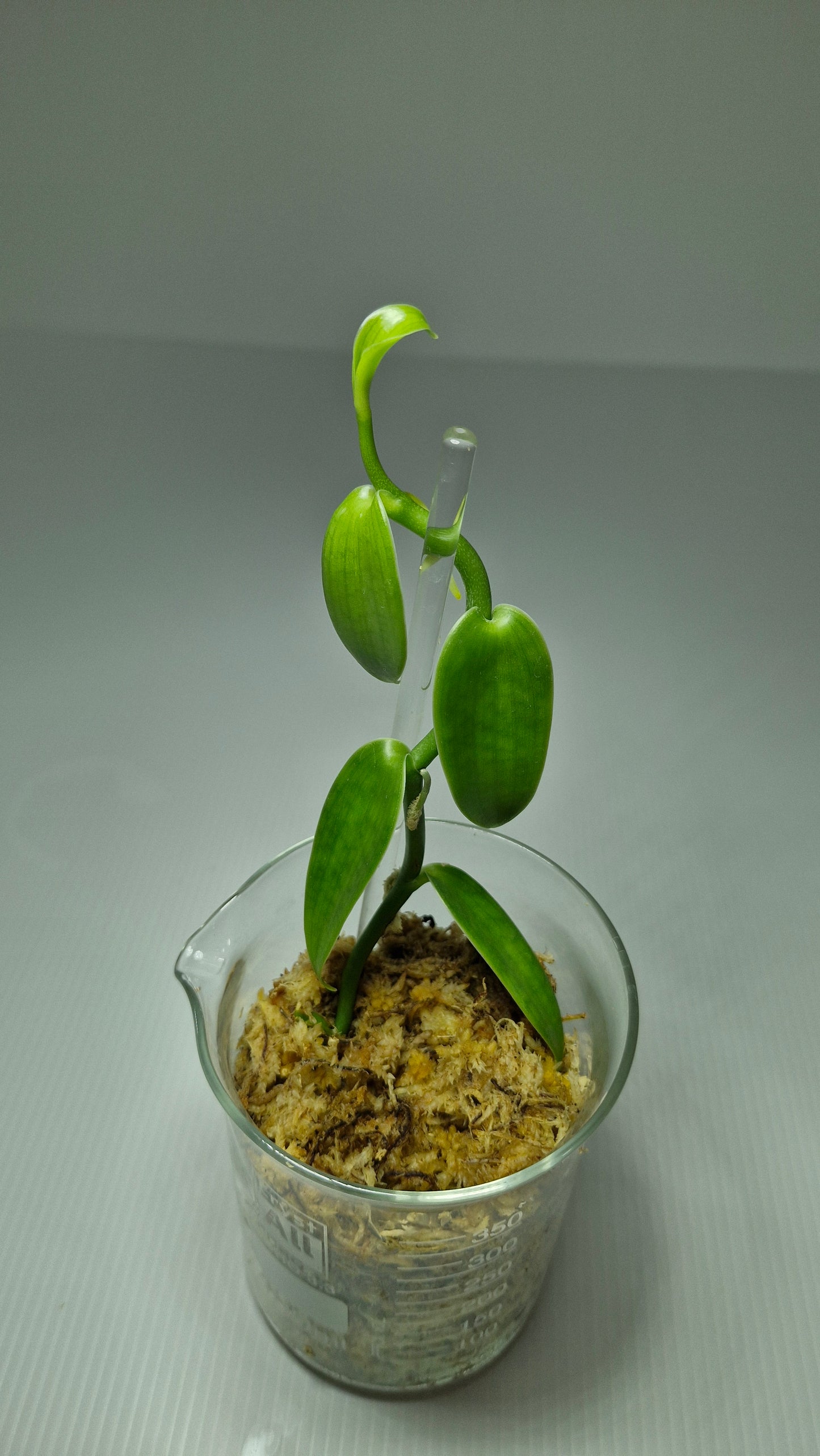 Vanilla Pompona Grandiflora