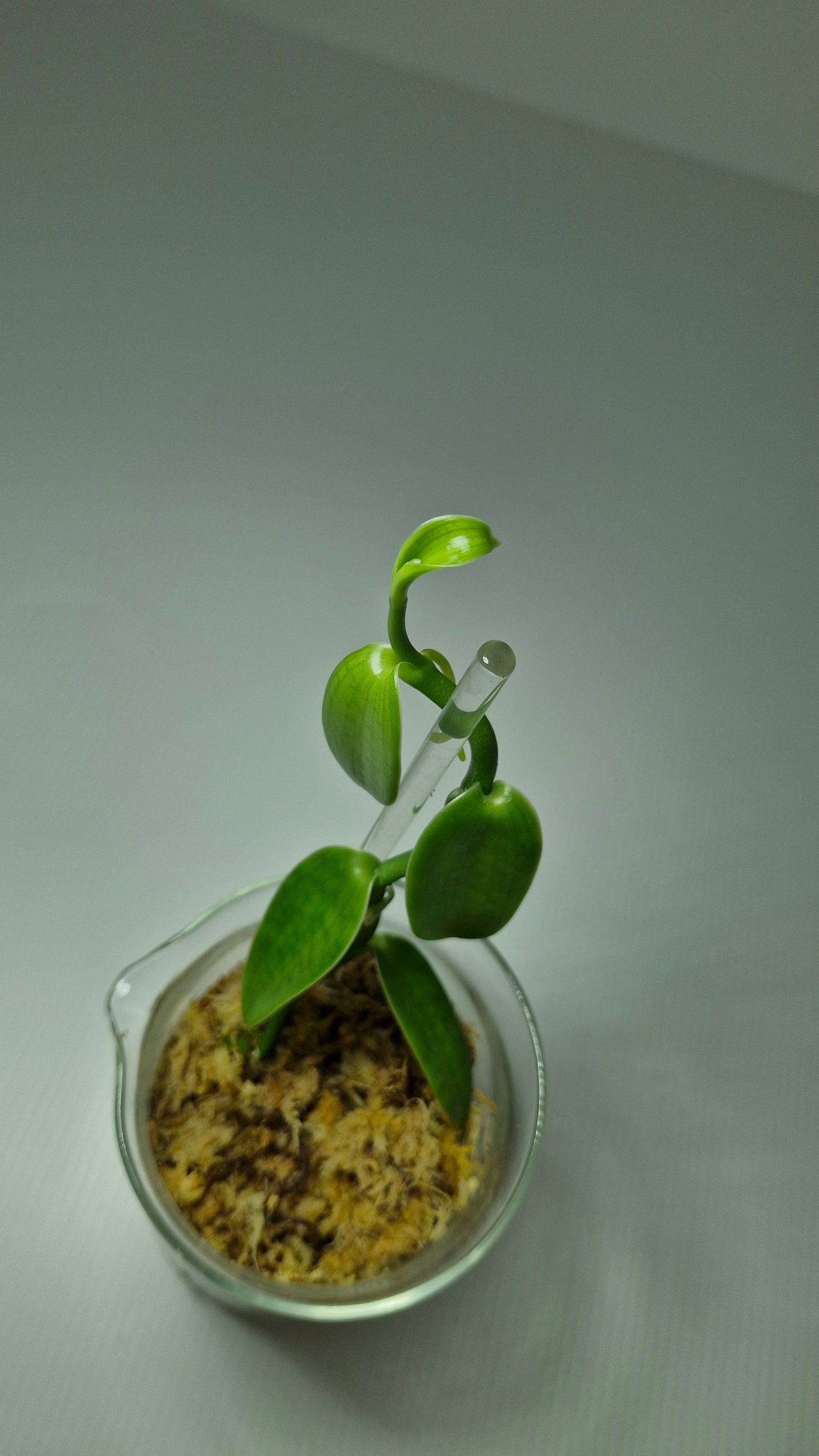 Vanilla Pompona Grandiflora