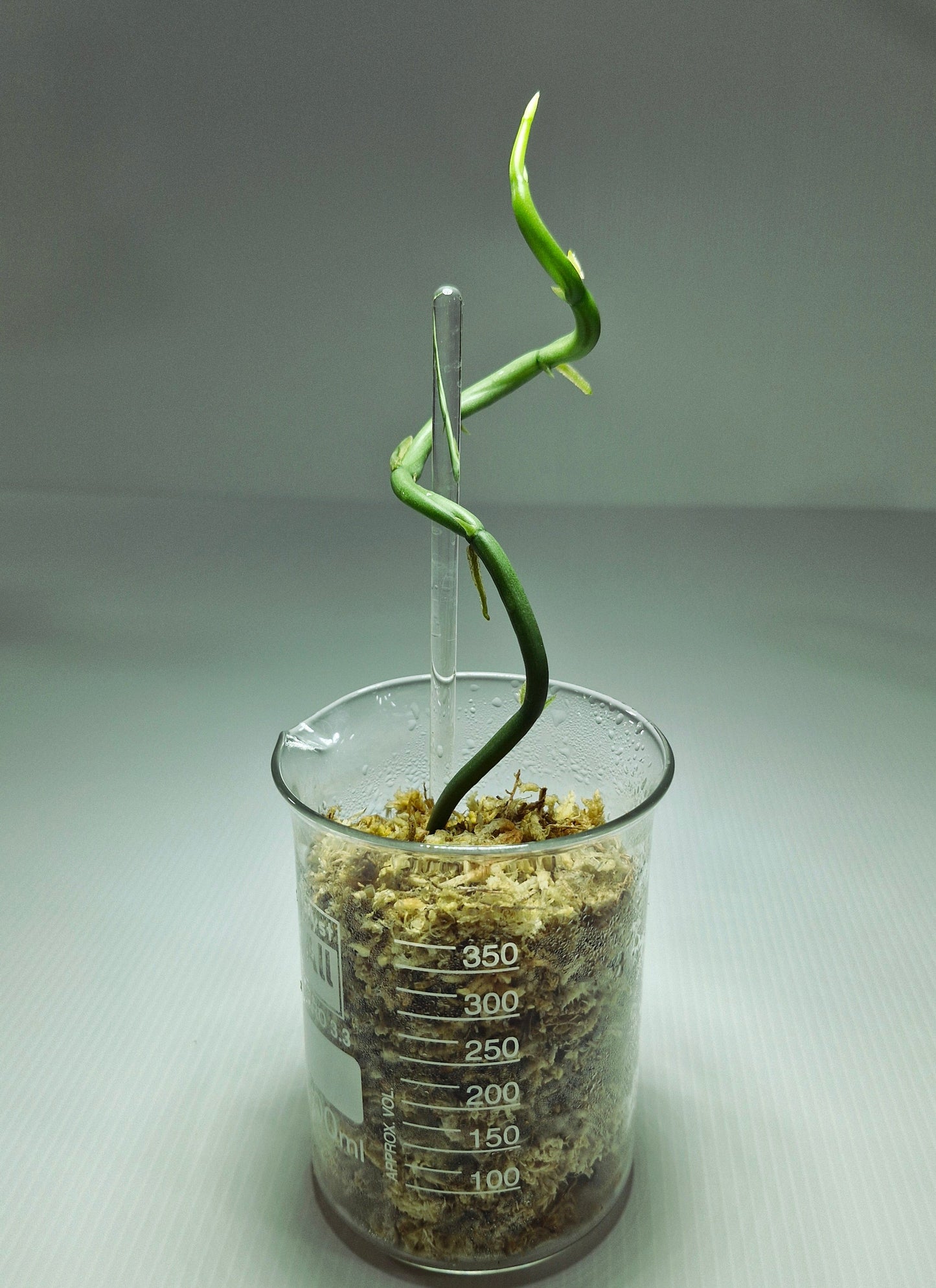 Vanilla Aphylla