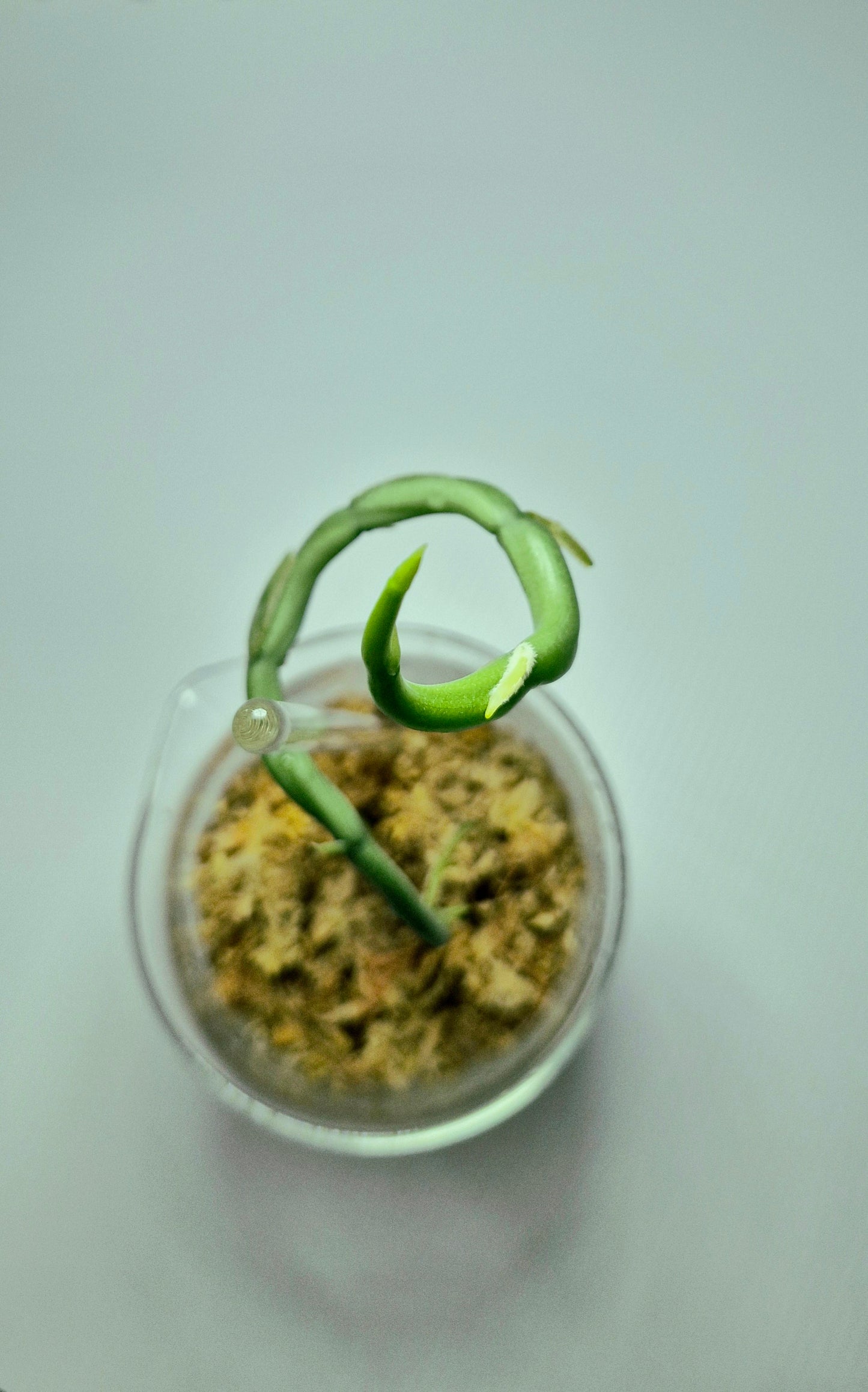 Vanilla Aphylla