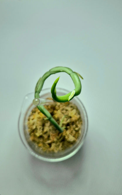 Vanilla Aphylla