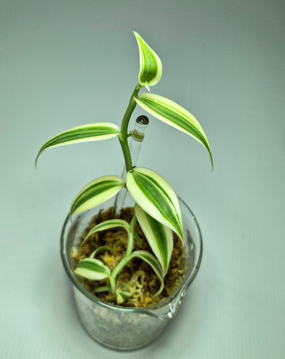 Vanilla Planifolia Albo Variegata