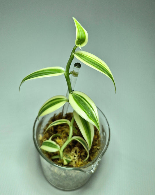 Vanilla Planifolia Albo Variegata