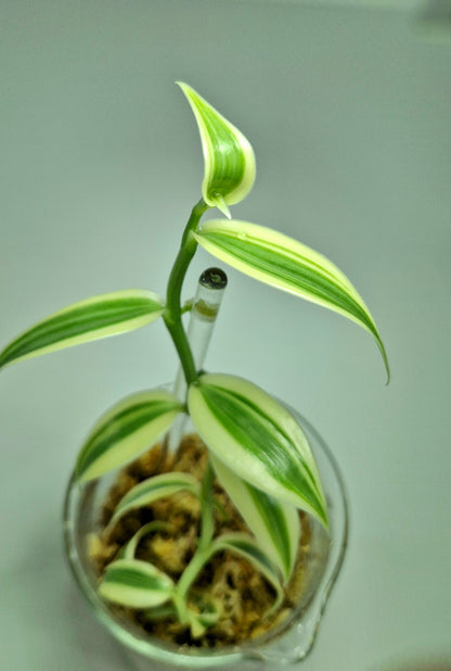 Vanilla Planifolia Albo Variegata