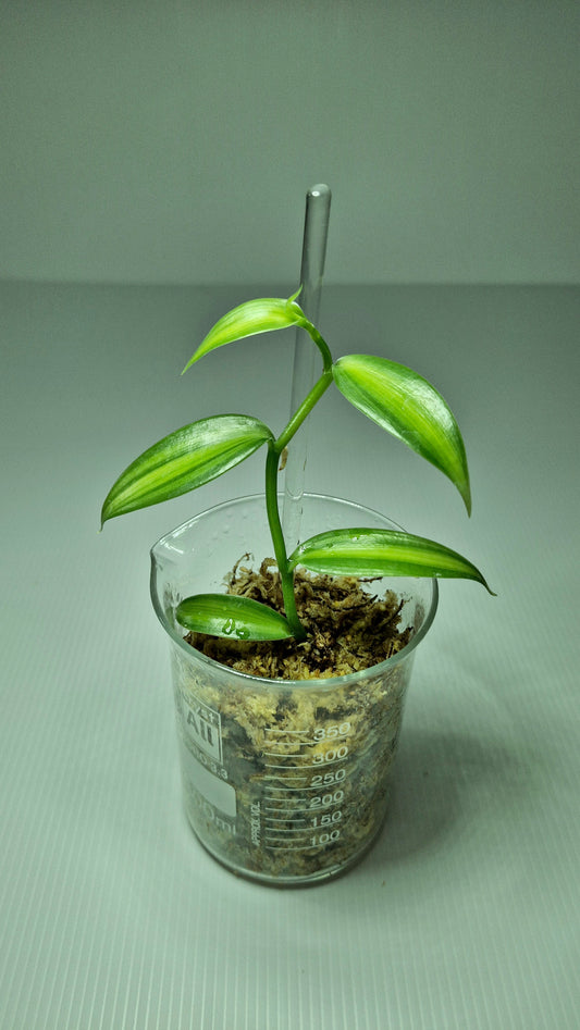 Vanilla Planifolia Variegata