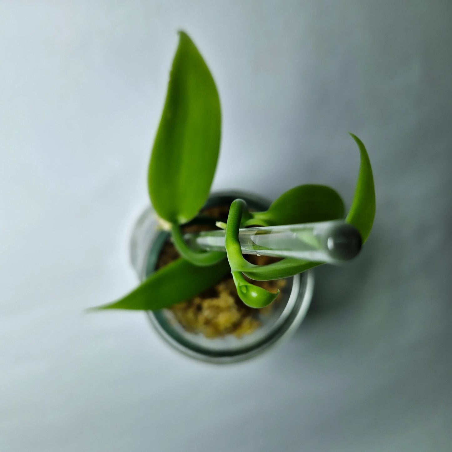 Vanilla tree “Vanilla Planifolia” 