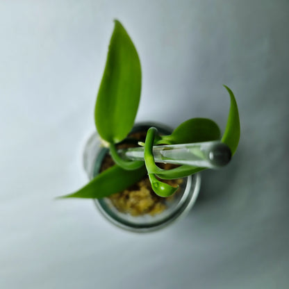 Vanilla tree “Vanilla Planifolia” 