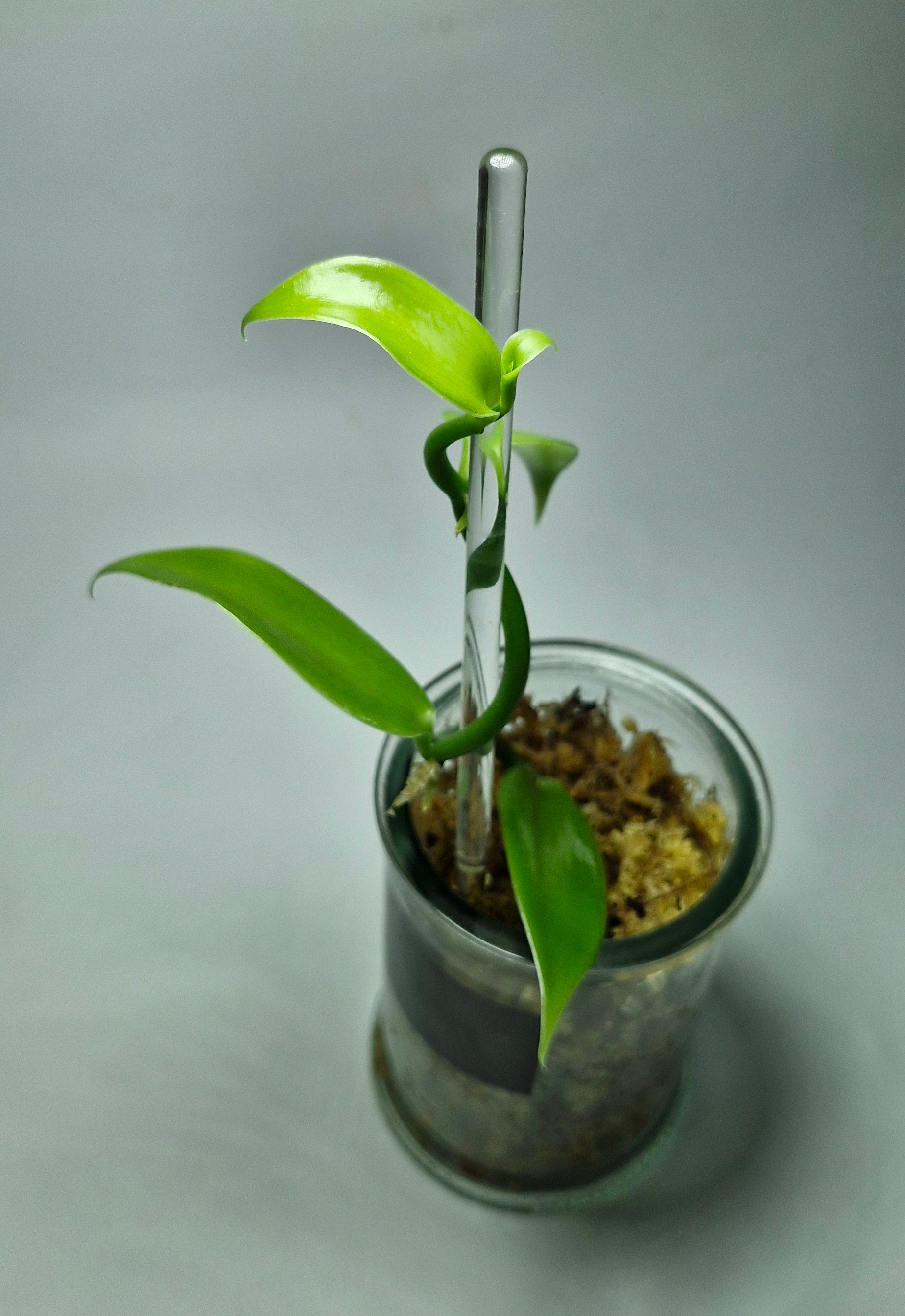 vente de vanille vanilla planifolia a vendre vanillier vanille bourbon acheter vanille plante de vanille qualité haut de gamme acheter pas cher fleur de vanille entretenir une plante de vanille conseils culture de la vanille